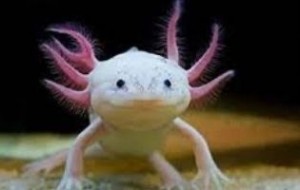 Create meme: Triton axolotl, the axolotl