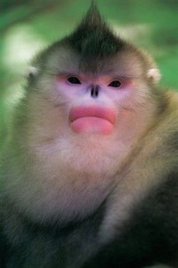 Создать мем: губы обезьяны, обезьяна ринопитек, бирманская курносая обезьяна