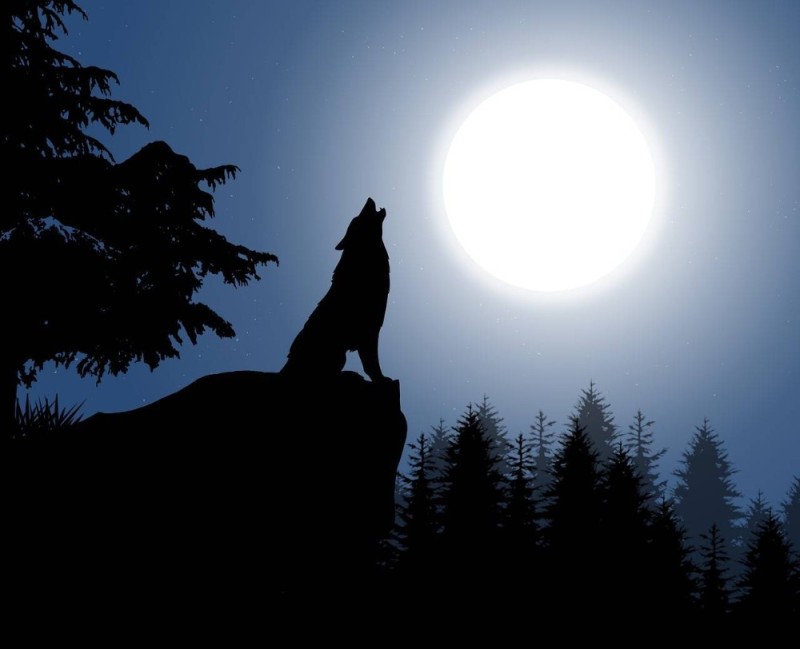 Create meme: wolf howling at the moon, wolf moon background, The wolf on the rock