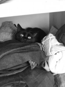 Создать мем: a cat, картинки чёрный котик ищет дом, кот