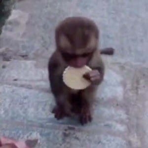Создать мем: обезьяна смешная, baby monkey, маленькая обезьяна