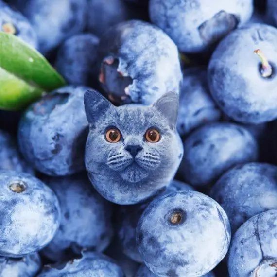 Create meme: blueberries, blueberries berry, blueberries and blueberries
