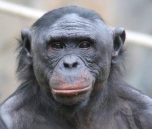 Create meme: primates interesting facts, bonobos, bonobo monkey