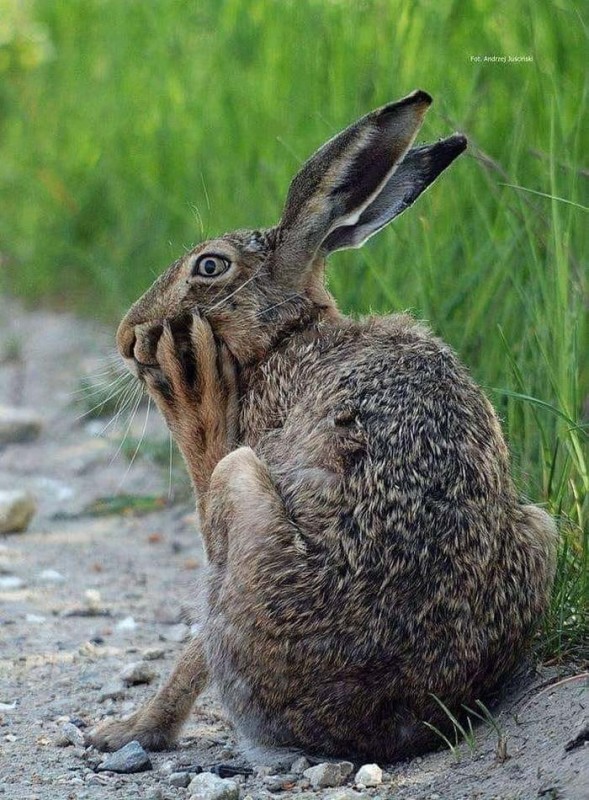 Создать мем: заяц русак уши, дикий заяц, дикий кролик