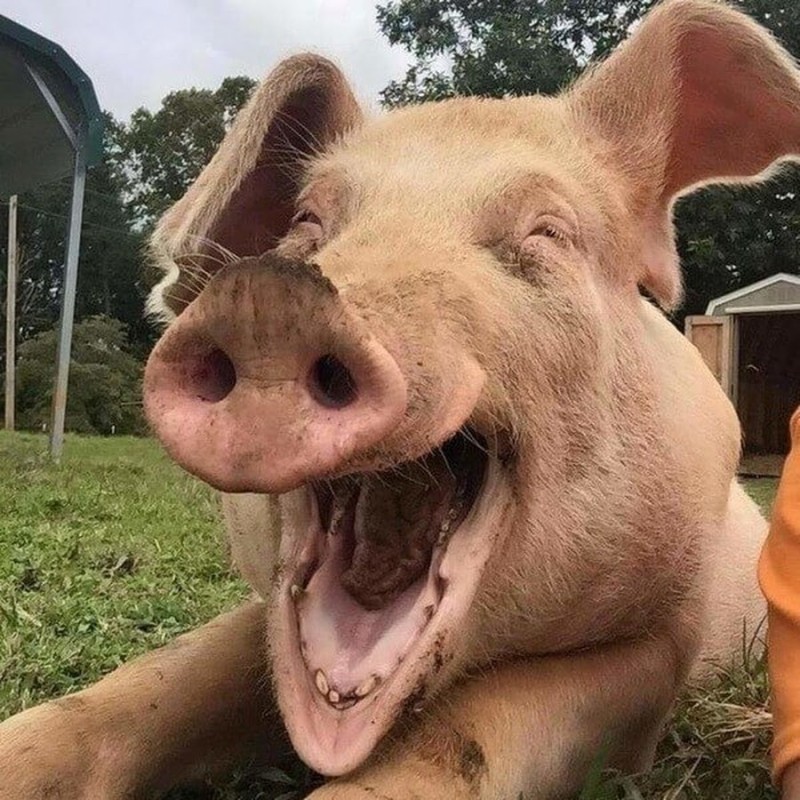Создать мем: приколы про свиней, свинья, улыбающаяся свинья