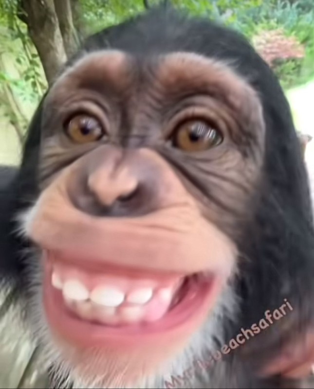 Create meme: chimpanzees , the monkey is smiling, funny monkey 