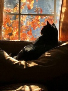 Создать мем: кот и осень, котик чёрный арт осень, black cat art