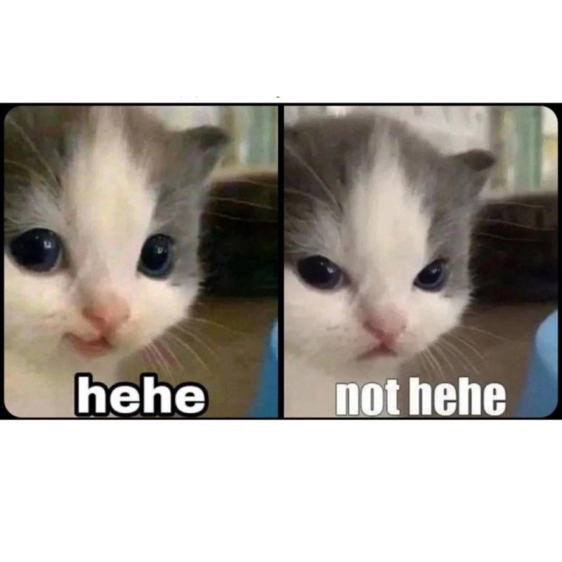 Create meme: meme cat , cute cat meme, meme cat 