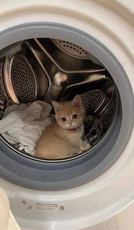 Create meme: kitten in the washing machine, the cat in the washing machine, animals 