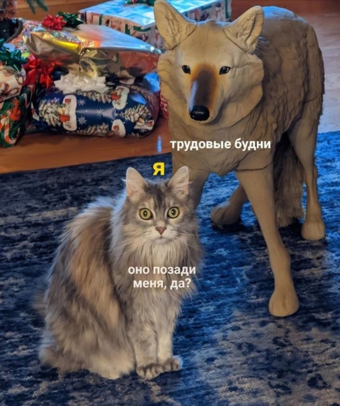 Создать мем: мем кошка, мемы с котами, животные
