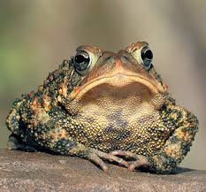 Create meme: frog, frog, toad