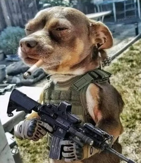 Создать мем: собака смешная, подозревака собака, собака с пулеметом