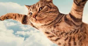 Create meme: flying cat, cat, cat