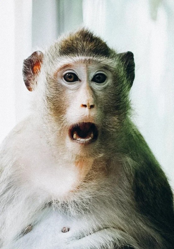 Создать мем: обезьяна макака, обезьяна приматы, обезьяна смешная