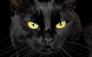 Создать мем: серьезный черный кот, Бомбейская кошка, черный кот глаза