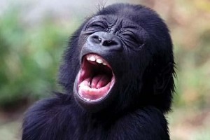 Create meme: the monkey laughs, gorilla