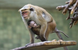 Создать мем: baby monkey, макаки, обезьяна