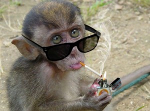 Создать мем: обезьяна в темных очках, обезьяна с очками и сигаретой, макака крабоед