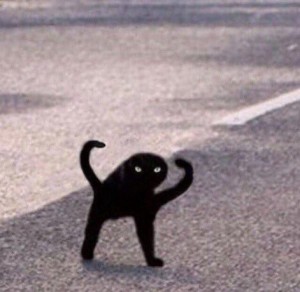 Create meme: black cat meme joy, Cat, black cat meme