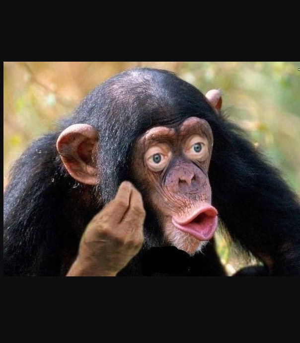 Create meme: monkey with lips, chimp lips, chimpanzees are funny