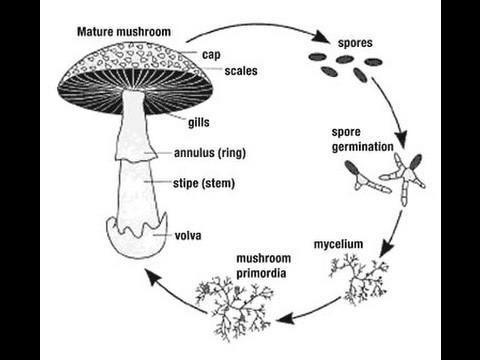 Create meme: the life cycle of the cap mushroom scheme, fungi spores, spores in fungi