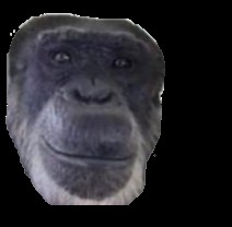 Создать мем: обезьяна, горилла че задали мем, обезьяна улыбается мем