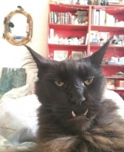 Create meme: cat, cat with fangs out