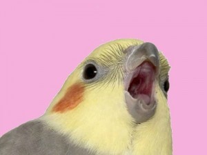 Создать мем: попугай кричит ааа, попуг, орущий попугай корелла