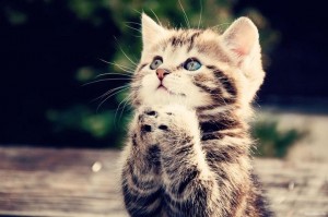 Create meme: kittens on the avatar, cute kittens, cat