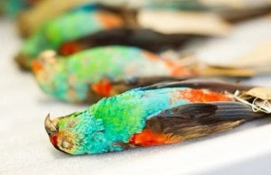 Создать мем: попугай разноцветный, colourful birds, разноцветные попугайчики