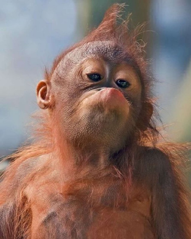 Create meme: funny monkeys, the orangutan is funny, funny monkey 