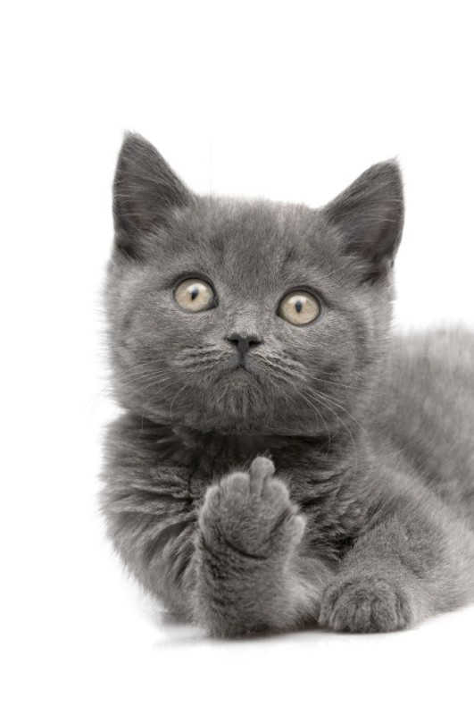 Create meme: The British cat is grey, british shorthair grey cat, British shorthair cat