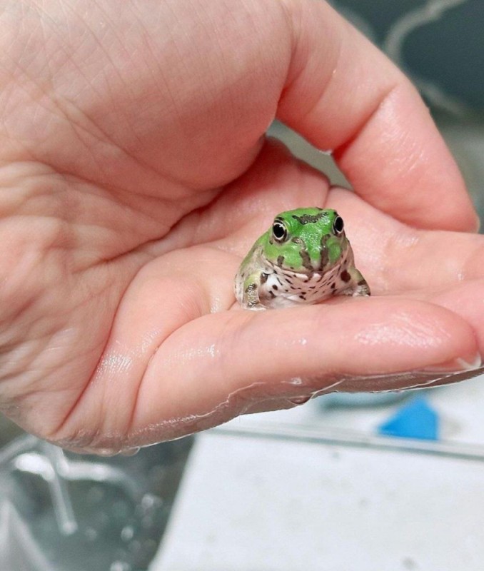 Create meme: green frog, frog frog, frogs