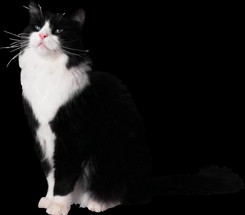 Create meme: cat , black and white cat, black and white cat