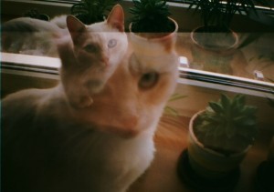 Создать мем: my cat, лысый кот, котоселфи фото