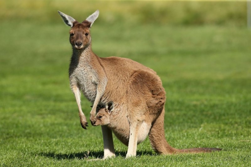 Создать мем: маленький кенгуру, природа австралии, австралия