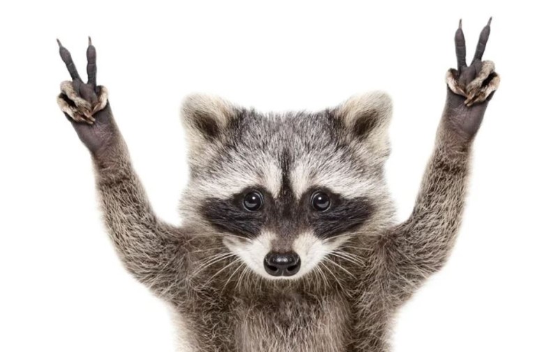 Создать мем: смешной енот, raccoon, енот машет