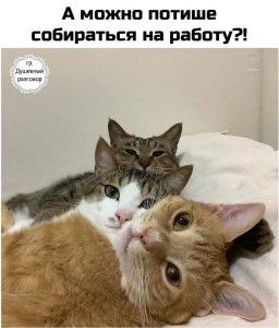 Create meme: funny cats, cute cats funny, lolcats