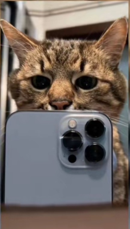 Create meme: cat with phone, cat with iPhone 12, cat with iphone 13