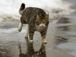 Создать мем: кот и дождь, мокрый кот, кот под дождем
