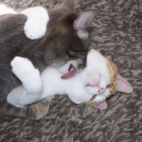 Создать мем: котик целует кошечку, кот и кошка любовь, обнимающиеся коты