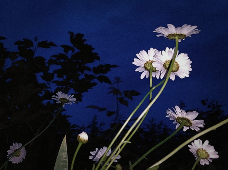 Create meme: Daisy , the nature of chamomile, daisies summer