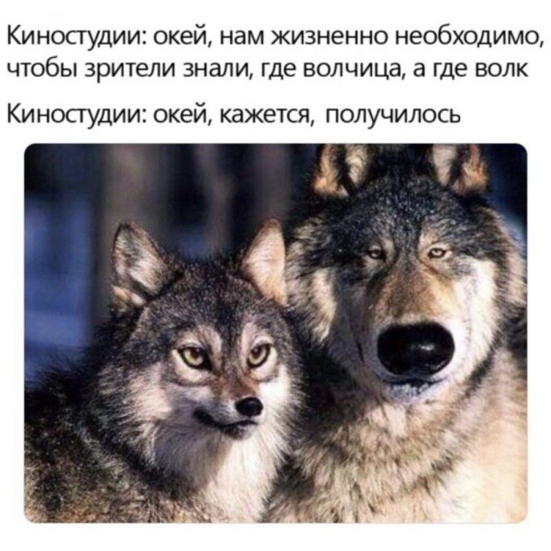 Создать мем: два волка, волк мемы, где волк а где волчица