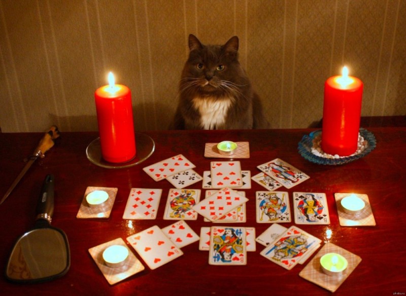 Create meme: fortune teller cat, hereditary fortune teller, tarot divination