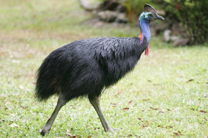 Create meme: Ostrich emu nandu cassowary, common cassowary, an ordinary cassowary