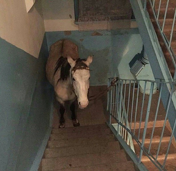 Create meme: horse on the balcony, horse in the apartment, the horse is in the entrance