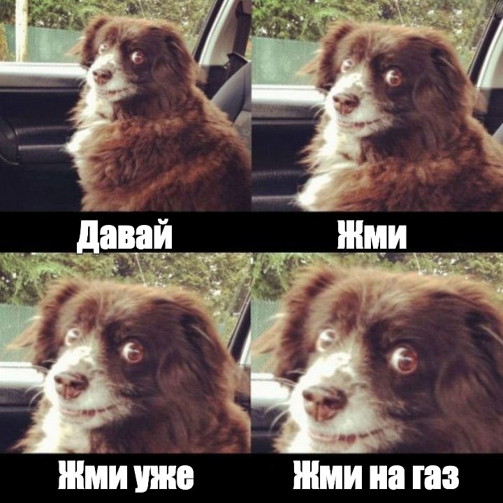 Create meme: meme dog , the dog in the car meme, turn on the shufik