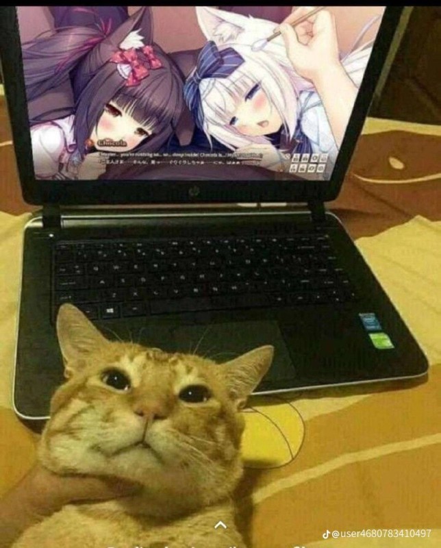 Create meme: cat , the cat at the computer, cat 