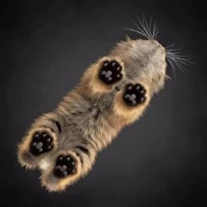 Create meme: cat bottom view, cat bottom view, cat's paw