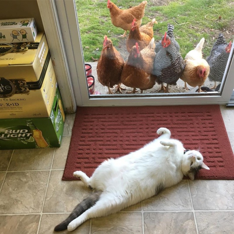 Create meme: the cat and the chicken , a cat among chickens, cool chicken